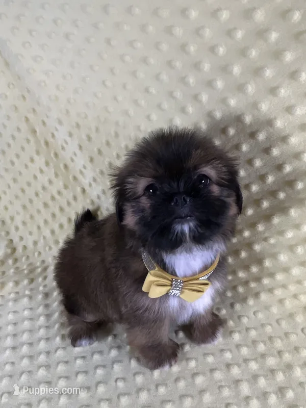 Luis – Shih Tzu puppy for sale in Lehigh Acres, FL