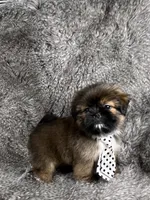 Tommy, a male Shih Tzu for sale in Lehigh Acres, FL – 7 of 10
