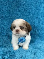 Bobby, a female Shih Tzu for sale in Lehigh Acres, FL – Photo 5 of 10