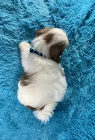 Bobby, a female Shih Tzu for sale in Lehigh Acres, FL – Photo 10 of 10