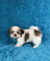 Bobby, a female Shih Tzu for sale in Lehigh Acres, FL – Photo 7 of 10