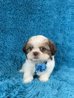 Bobby, a female Shih Tzu for sale in Lehigh Acres, FL – Photo 3 of 10