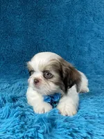 Bobby, a female Shih Tzu for sale in Lehigh Acres, FL – Photo 8 of 10