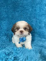 Bobby, a female Shih Tzu for sale in Lehigh Acres, FL – Photo 1 of 10