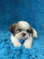 Bobby, a female Shih Tzu for sale in Lehigh Acres, FL – Photo 9 of 10