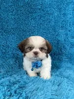 Bobby, a female Shih Tzu for sale in Lehigh Acres, FL – Photo 2 of 10