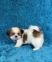 Bobby, a female Shih Tzu for sale in Lehigh Acres, FL – Photo 6 of 10