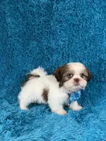 Bobby, a female Shih Tzu for sale in Lehigh Acres, FL – Photo 4 of 10