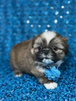 Luis, a male Shih Tzu for sale in Lehigh Acres, FL – 6 of 9