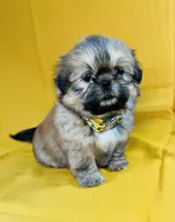 Chester, a male Shih Tzu for sale in Lehigh Acres, FL – 4 of 7