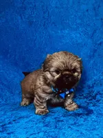 Tommy, a male Shih Tzu for sale in Lehigh Acres, FL – 5 of 7