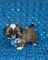 Luis, a male Shih Tzu for sale in Lehigh Acres, FL – 5 of 9