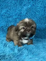 Tobby, a male Shih Tzu for sale in Lehigh Acres, FL – Photo 1 of 8