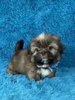 Tobby, a male Shih Tzu for sale in Lehigh Acres, FL – Photo 6 of 8