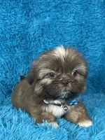 Tobby, a male Shih Tzu for sale in Lehigh Acres, FL – Photo 2 of 8