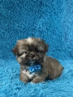 Tobby, a male Shih Tzu for sale in Lehigh Acres, FL – Photo 8 of 8