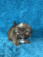 Tobby, a male Shih Tzu for sale in Lehigh Acres, FL – Photo 7 of 8