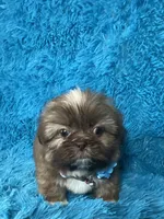 Tobby, a male Shih Tzu for sale in Lehigh Acres, FL – Photo 5 of 8