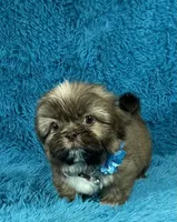 Tobby, a male Shih Tzu for sale in Lehigh Acres, FL – Photo 3 of 8