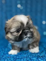 Luis, a male Shih Tzu for sale in Lehigh Acres, FL – 4 of 9