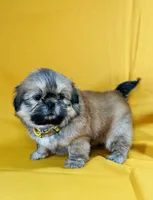 Chester, a male Shih Tzu for sale in Lehigh Acres, FL – 2 of 7
