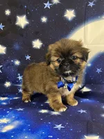 Luis, a male Shih Tzu for sale in Lehigh Acres, FL – 8 of 10