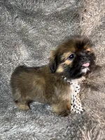 Tommy, a male Shih Tzu for sale in Lehigh Acres, FL – 5 of 10