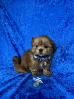 Luis, a male Shih Tzu for sale in Lehigh Acres, FL – 4 of 10