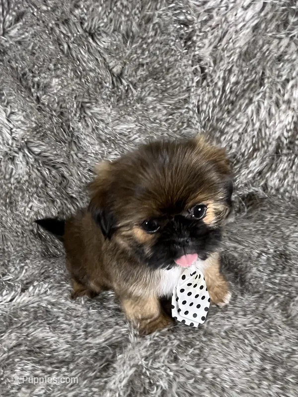 Tommy – Shih Tzu puppy for sale in Lehigh Acres, FL