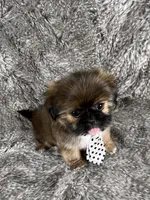 Tommy, a male Shih Tzu for sale in Lehigh Acres, FL – 1 of 10
