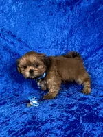 Luis, a male Shih Tzu for sale in Lehigh Acres, FL – 2 of 10