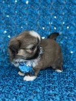 Luis, a male Shih Tzu for sale in Lehigh Acres, FL – 8 of 9