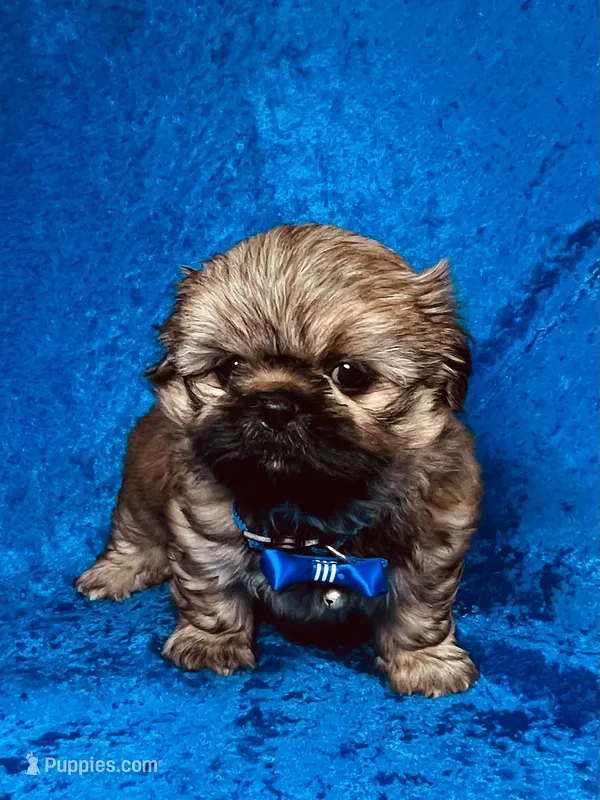 Tommy – Shih Tzu puppy for sale in Lehigh Acres, FL