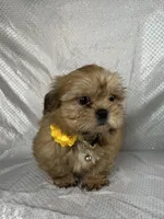 Luis, a male Shih Tzu for sale in Lehigh Acres, FL – 4 of 9