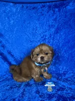 Luis, a male Shih Tzu for sale in Lehigh Acres, FL – 6 of 10