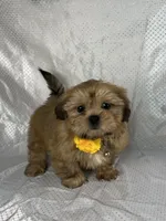 Luis, a male Shih Tzu for sale in Lehigh Acres, FL – 5 of 9