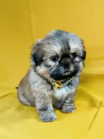 Chester, a male Shih Tzu for sale in Lehigh Acres, FL – 6 of 7