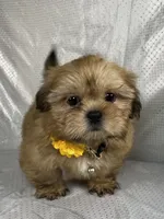 Luis, a male Shih Tzu for sale in Lehigh Acres, FL – 7 of 9