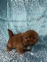Teddy, a male Shih Tzu for sale in Lehigh Acres, FL – 3 of 7