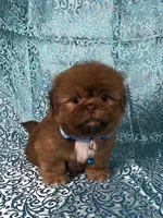 Teddy, a male Shih Tzu for sale in Lehigh Acres, FL – 4 of 7