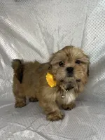 Luis, a male Shih Tzu for sale in Lehigh Acres, FL – 2 of 9