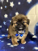 Luis, a male Shih Tzu for sale in Lehigh Acres, FL – 4 of 10