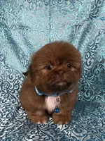 Teddy, a male Shih Tzu for sale in Lehigh Acres, FL – 2 of 7