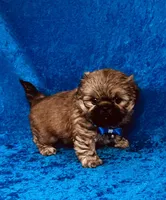 Tommy, a male Shih Tzu for sale in Lehigh Acres, FL – 2 of 7