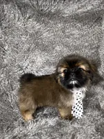 Tommy, a male Shih Tzu for sale in Lehigh Acres, FL – 2 of 10