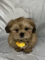 Luis, a male Shih Tzu for sale in Lehigh Acres, FL – 9 of 9