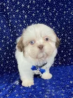 Tommy, a female Shih Tzu for sale in Lehigh Acres, FL – Photo 2 of 10