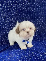 Tommy, a female Shih Tzu for sale in Lehigh Acres, FL – Photo 6 of 10