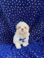 Tommy, a female Shih Tzu for sale in Lehigh Acres, FL – Photo 3 of 10