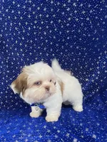 Tommy, a female Shih Tzu for sale in Lehigh Acres, FL – Photo 9 of 10